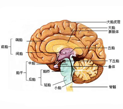 大腦的結(jié)構(gòu)