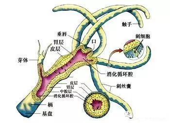 為什么說珊瑚蟲是動物？