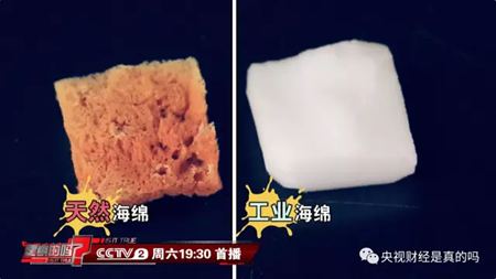 為什么說海綿是動物？