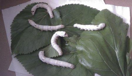 桑蠶為什么喜歡吃桑葉？