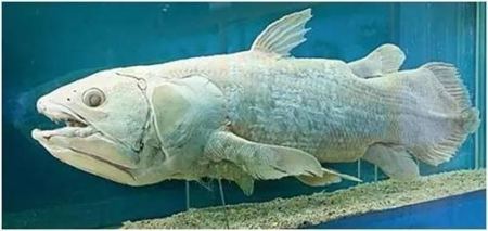 為什么說魚是兩棲動(dòng)物的祖先？