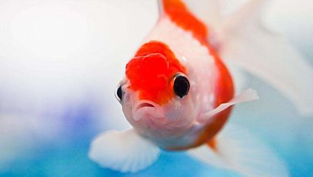 魚身上的黏液有什么作用？怎么去除？