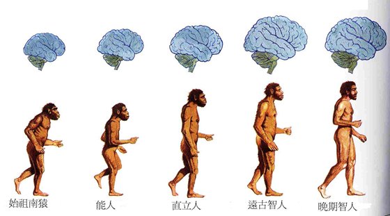 為什么類人猿不可能進化成人？