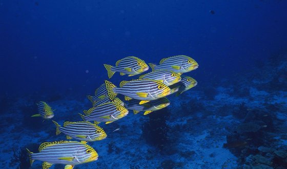 為什么深海魚(yú)不浮到水面