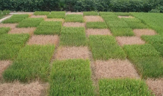 植物為什么能抗災(zāi)除害