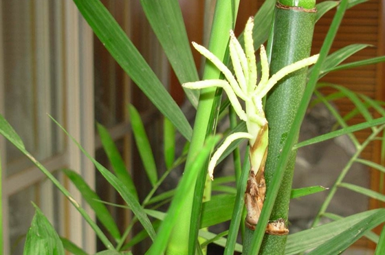 竹子開花嗎,竹子會(huì)不會(huì)開花