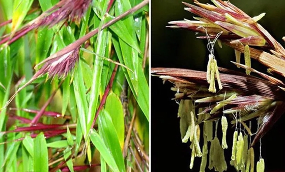 竹子開花嗎,竹子會(huì)不會(huì)開花