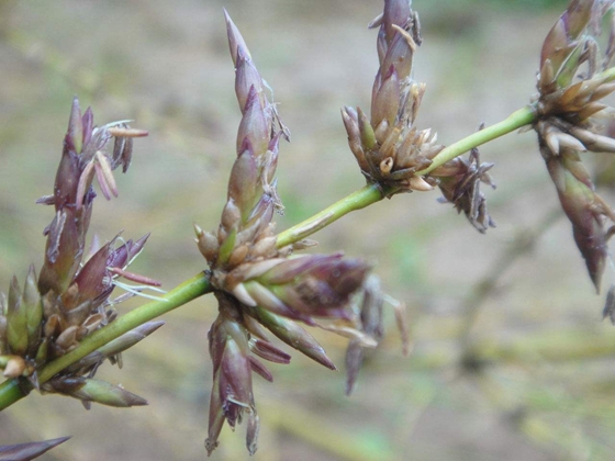 竹子開花嗎,竹子會(huì)不會(huì)開花