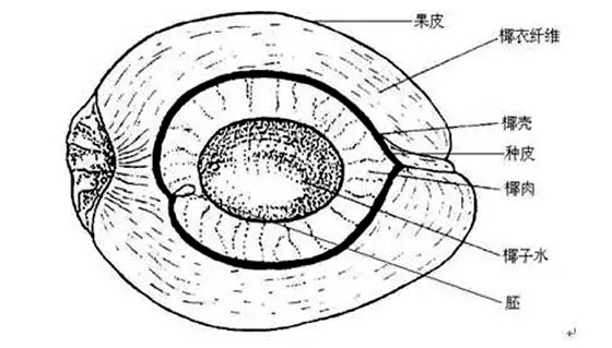 為什么椰子樹生長(zhǎng)在海邊,椰子樹長(zhǎng)在海邊的原因