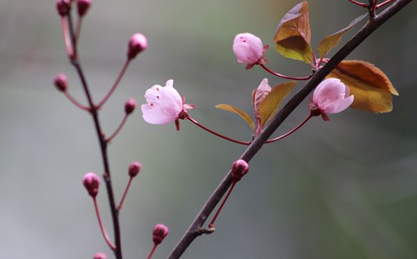 梅花的詩(shī)句