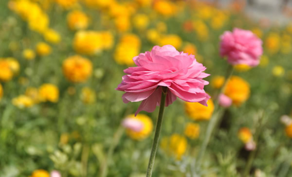 花毛茛花語