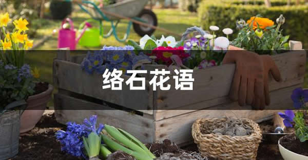 絡(luò)石的花語(yǔ)