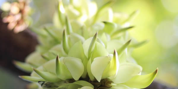 禾雀花的花語