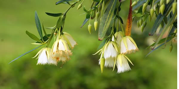 杜英花的花語