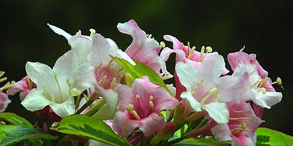 海仙花的花語