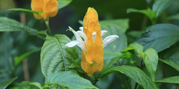 金苞花的花語