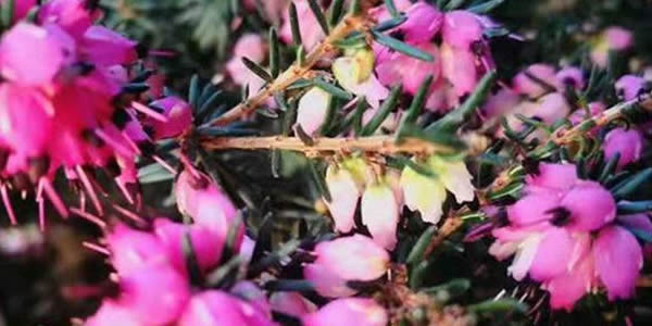 歐石楠的花語