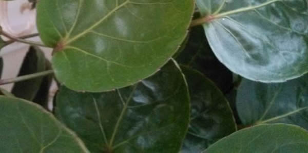 金錢兜的花語(yǔ)