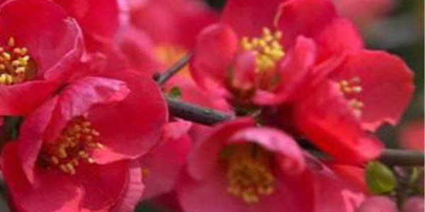 貼梗海棠的花語