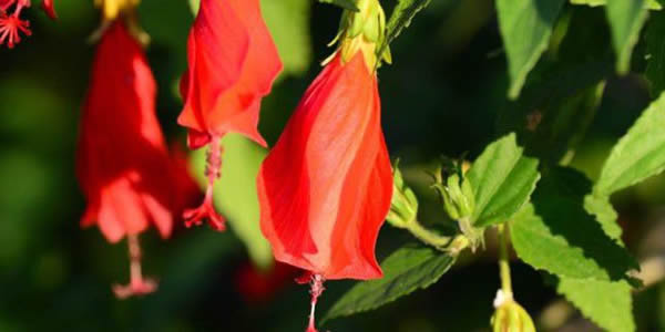 懸鈴花的花語