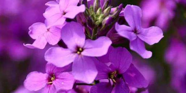 藍香芥的花語