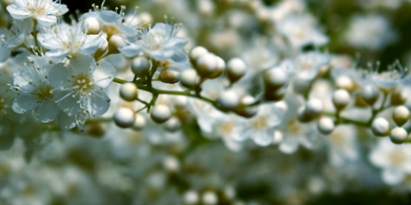 珍珠梅的花語