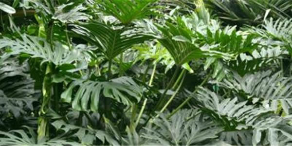 春羽的花語