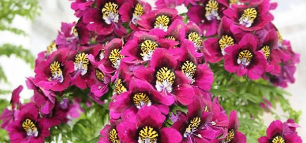 蛾蝶花的花語(yǔ)