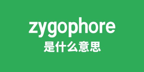 zygophore是什么意思