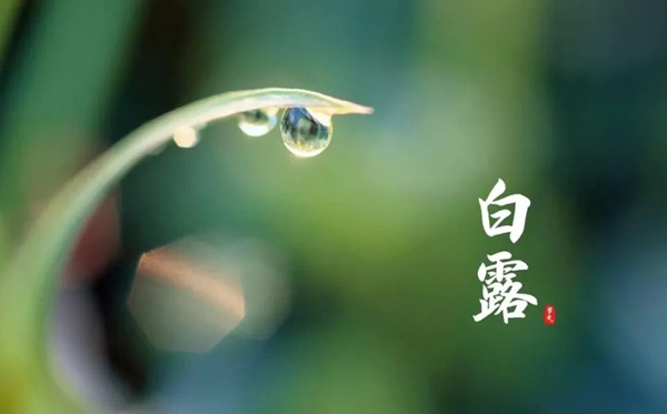白露節(jié)氣的含義是什么,白露節(jié)氣的特點和風(fēng)俗簡介