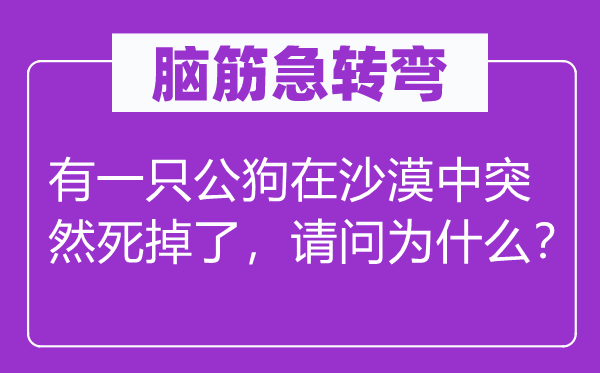 腦筋急轉彎：有一只公狗在沙漠中突然死掉了，請問為什么？