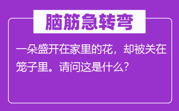 腦筋急轉(zhuǎn)彎：一朵盛開在家里的花，卻被關(guān)在籠子里。請問這是什么？