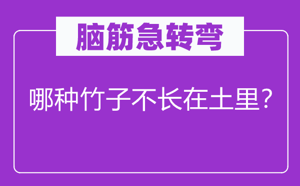 腦筋急轉彎：哪種竹子不長在土里？