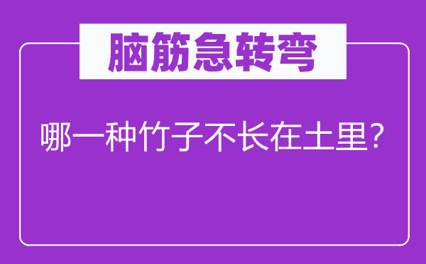 腦筋急轉(zhuǎn)彎：哪一種竹子不長在土里？