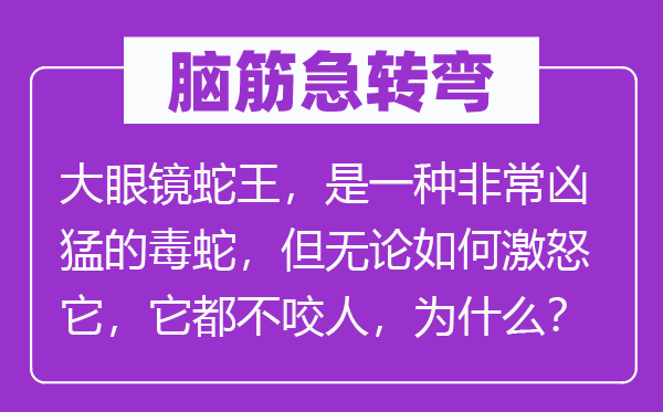 腦筋急轉彎：大眼鏡蛇王，是一種非常兇猛的毒蛇，但無論如何激怒它，它都不咬人，為什么？